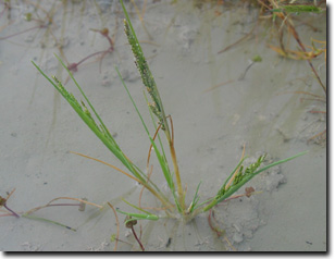 Image:  Australian Saltmarsh Grass - young plant