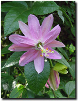 Photo: The banana passionfruit has an attractive flower.