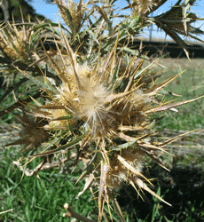 Image of bathurst burr plant seed head