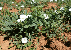 photo of bindweed showing the flowers