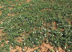 photo showing infestaion of bindweed