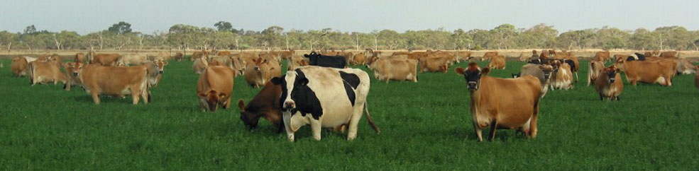 Cows on irrigated pasture near Kerang