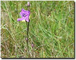 Photo: Chocolate Lily on the Volcanic Plains