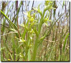 Photo: The endangered Prasophyllum Suaveolens / Leek Orchid at Darlington