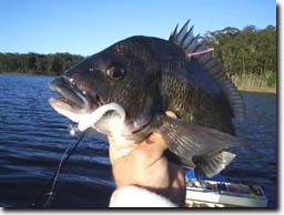 Image:  Fish Tracking - Close up of Bream