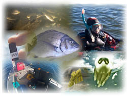 Image:  Fish Tracking Montage