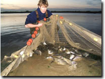 Image:  Fish Tracking - seine net
