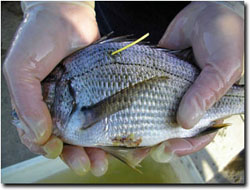 Image:  Fish Tracking Tagged Fish