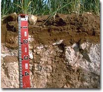 Calcrete layer at 20 cm depth in Calcarosol near Walpeup