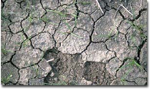 Crusty surface soil in northern Victoria