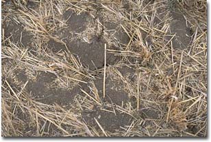 Self-mulching surface soil of Grey Vertosol near Horsham