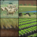 Montage of agriculture images used as an icon