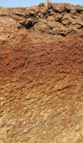 image of a red sodosol near Shepparton 