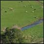 Icon: Dairy cows in paddock with river