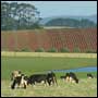 Icon: Dairy cows with tilled paddock in the background