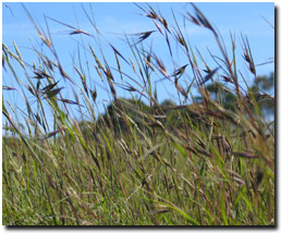 Photo: Kangaroo Grass (Themeda triandra)