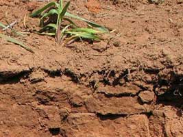 Examples of soil degradation - Compaction