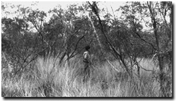 Photo: Graeme Sibley investigating mallee vegetation near Hattah in the early 1960's.