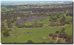 Photo: The purple flowers of Paterson's Curse are evident from the air in pastures near Melbourne.