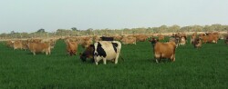 Cows on irrigated pasture