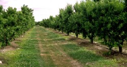 East Shepparton - orchard