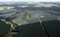 Southern Plains - Farm Forestry - photo
