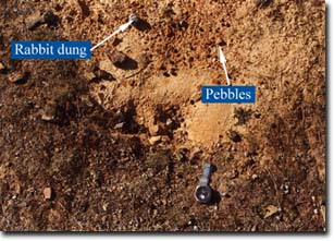 Photo: The point of exfiltration in a debris fan near Costerfield. Note the coarse material that has been transported through the tunnel and the evidence of rabbit activity.