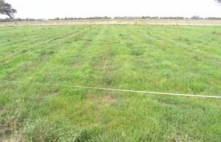 Figure 16. Inappropriate tape spacing can lead to pasture striping 