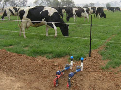 Sub surface drip irrigation taps in a paddock with cows