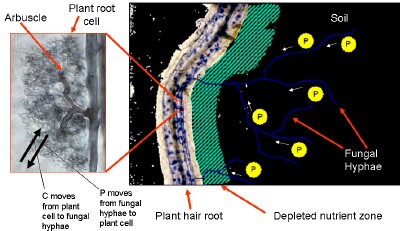 Mycorrhizal fungi