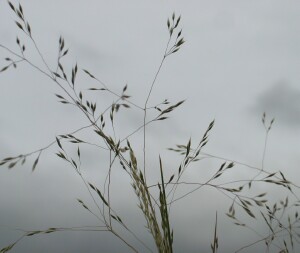Adamson's Blown-grass - panicle silhouette