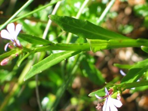 Winged branches of Angled Lobelia