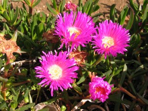 Flowers of Angled Pigface