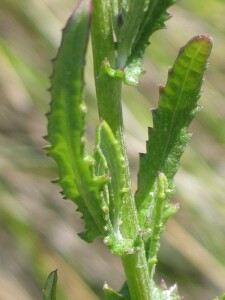 Leaves of typical Annual Fireweed (subsp. glomeratus)