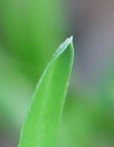 Leaf tip of Annula Poa