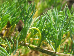 Annual Seablite lower stem and leaves