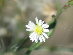 Aster Weed flower
