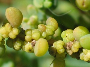 Developing fruit of Austral Seablite