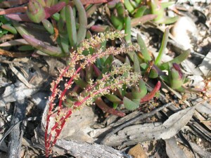 Austral Stonecrop plant