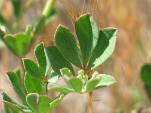 Austral Trefoil leaves