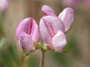 Pink flowers of Austral Trefoil