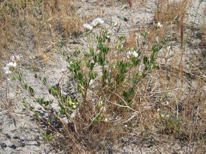 Austral Trefoil plant