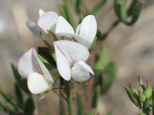 White flowers of Austral Trefoil