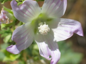 Australian Hollyhock flower