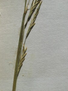 Emerging flower-head of Australian Sweet-grass