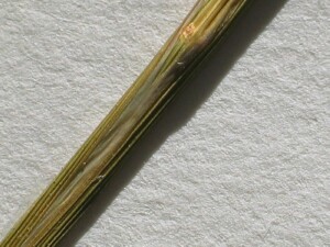 Closed leaf sheath (showing septum) of Australian Sweet-grass