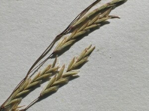 Spikelets of Australian Sweet-grass