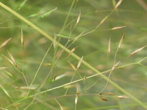Awnless Blown-grass spikelets