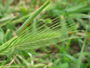 Barley Grass emerging flower-head