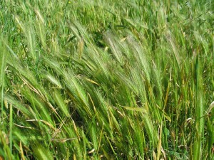 Barley Grass plants
